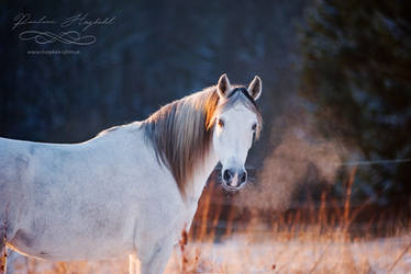 winter light