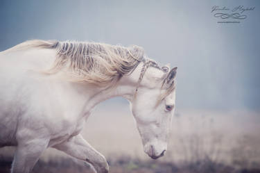 Morning Mist