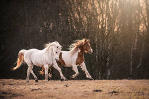 Prancing ponies