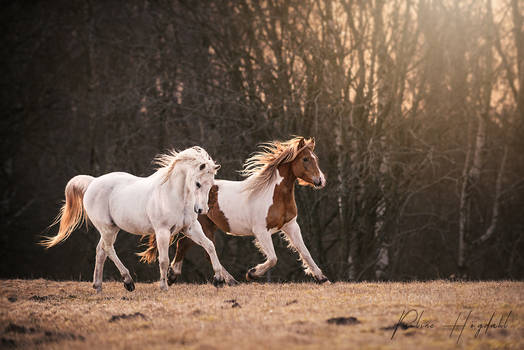 Prancing ponies