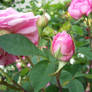 rose bud