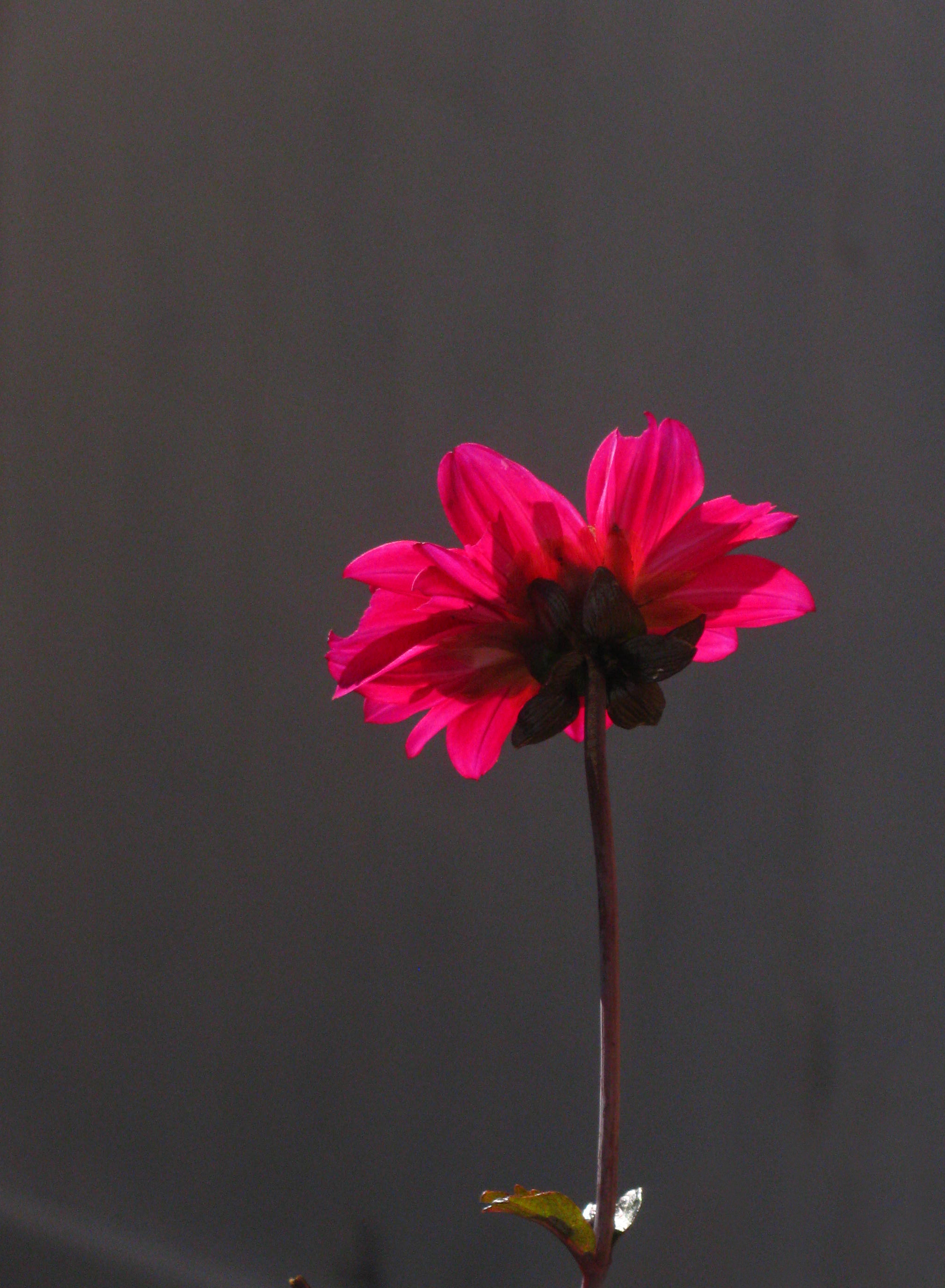 Sunlit Dahlia