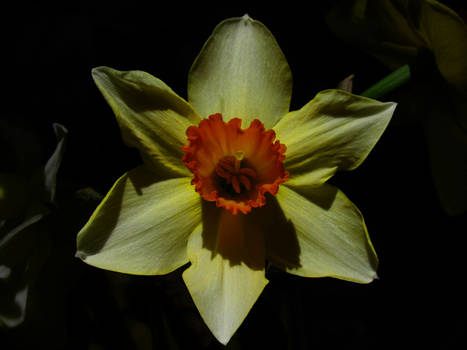 Daffodil in the Sun 2