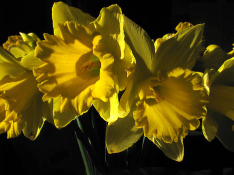 Lit Daffodils