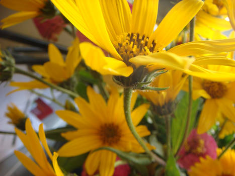 Free Flowers from the Bee Lady