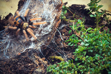 green bottle blue tarantula