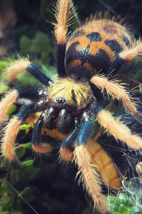 green bottle blue tarantula II