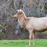 Blonde elk