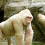 Albino gorilla