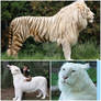 White ligers and tigons