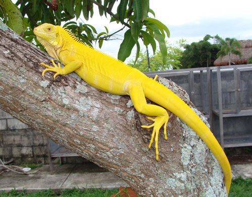 Albino green iguanas