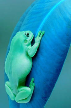 Turquoise frog