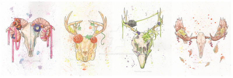 Animal Skull Illustrations