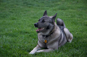 Chillin' Elkhound