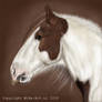 gypsy horse stallion potrait