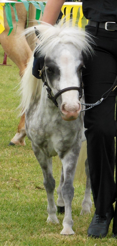 Miniature Pony C