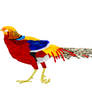 Golden pheasant