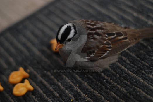 Breaking bread with a bird II