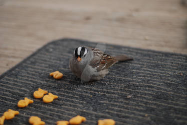 Breaking bread with a bird