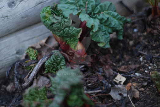 Rhubarb