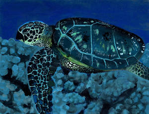 Sea Turtle