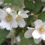 Mock Orange