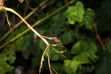 Dragonfly On Branch