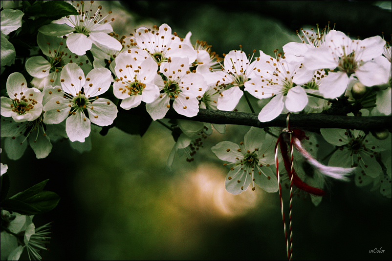 A touch of Spring