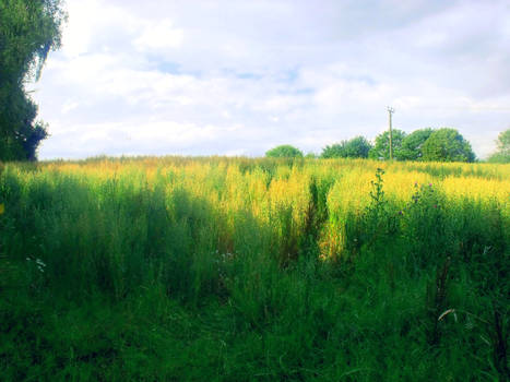 Fields of Honeysuckle.