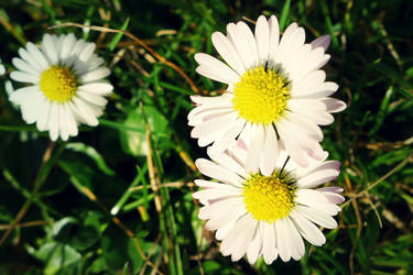 daisies