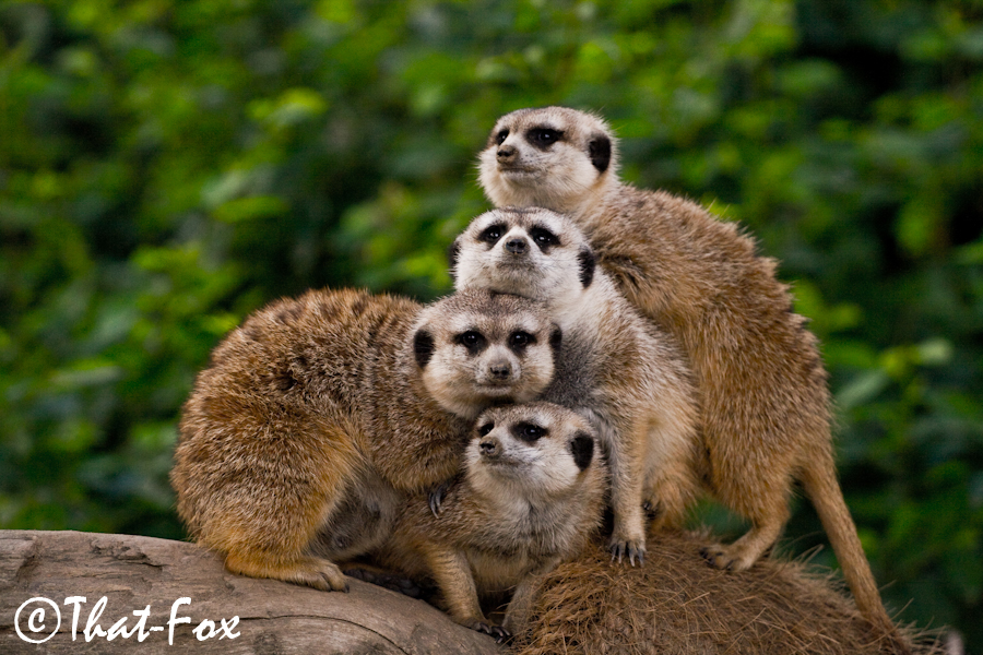 Connect The Meerkats