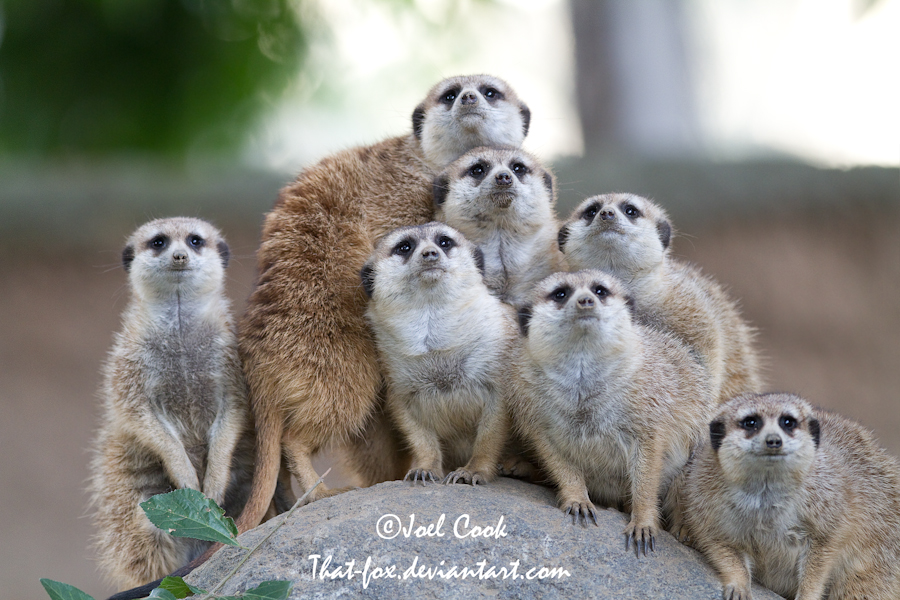 Meerkat Clan Photo