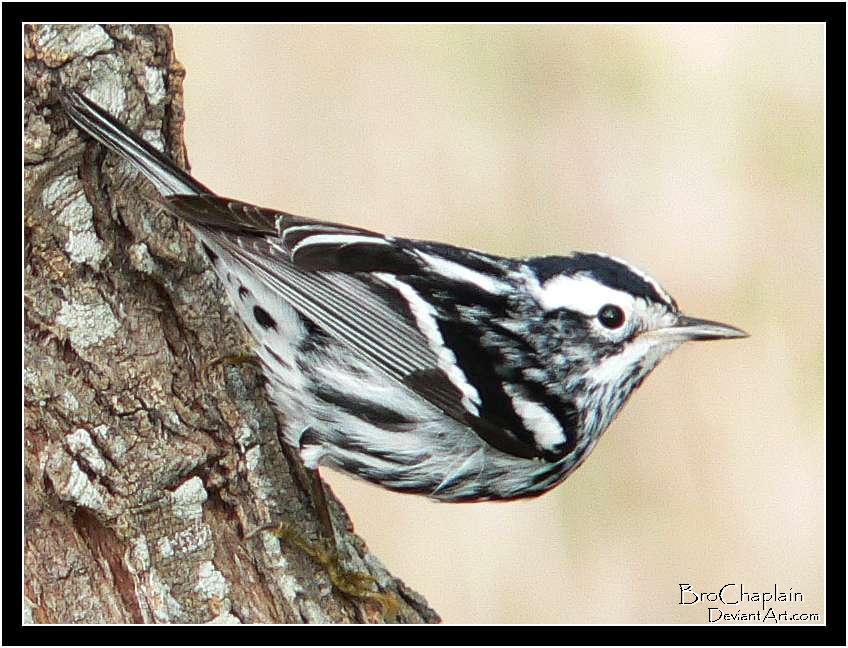 Migrating Warbler