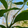 Araneus Diadematus Kruisspin77