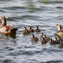 Family Duck