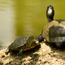 tortise at botanic