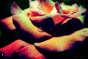 Rainbow Rose by zelja-neostvorenaSSS