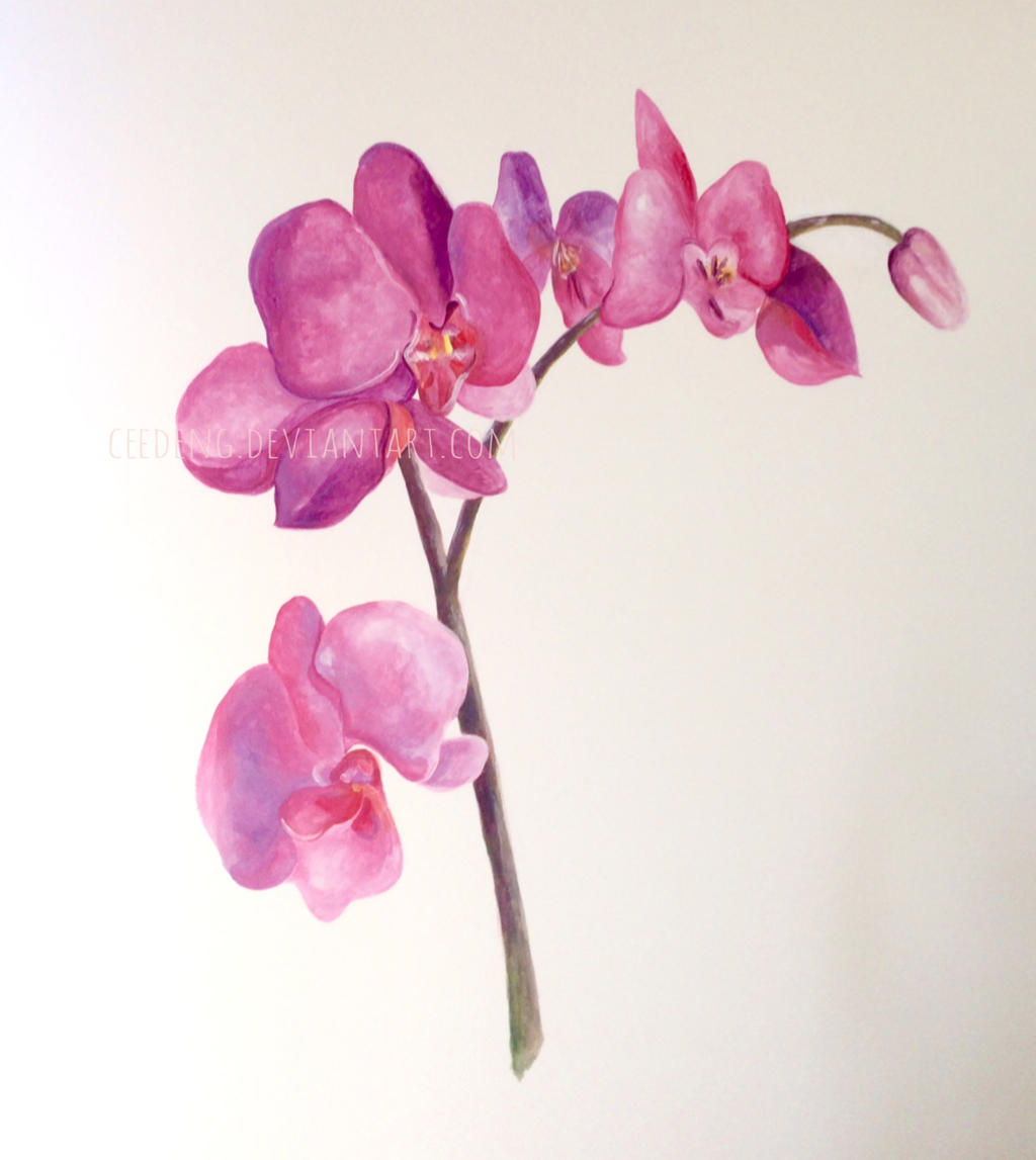 Orchid Flowers