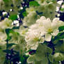 apple blossoms