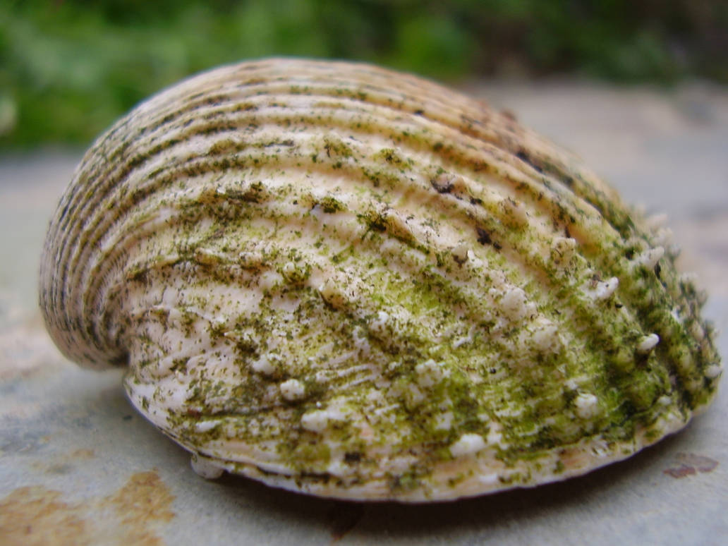 Iv Shells Shell IV by sirranon on DeviantArt