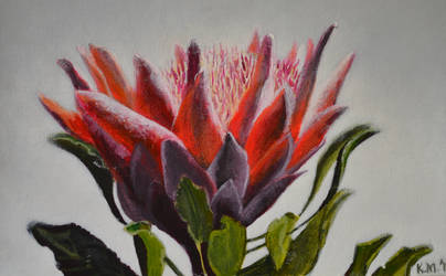 King Protea