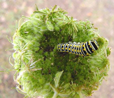 Caterpillar