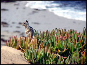 La Jolla Beach Squirrel by andromeda