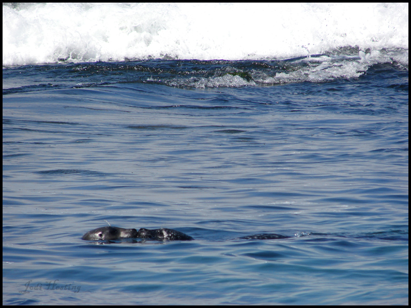 Seal Kisses