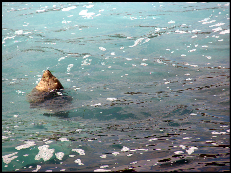 I want to be a seal for the day