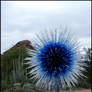 Chihuly's - Sapphire Star