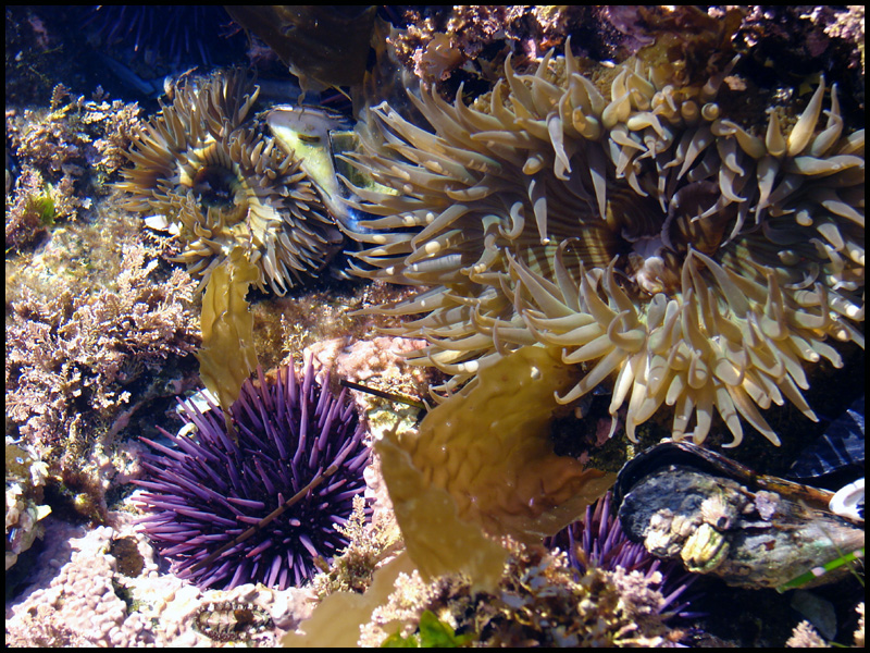 Urchins and Sea Anemones