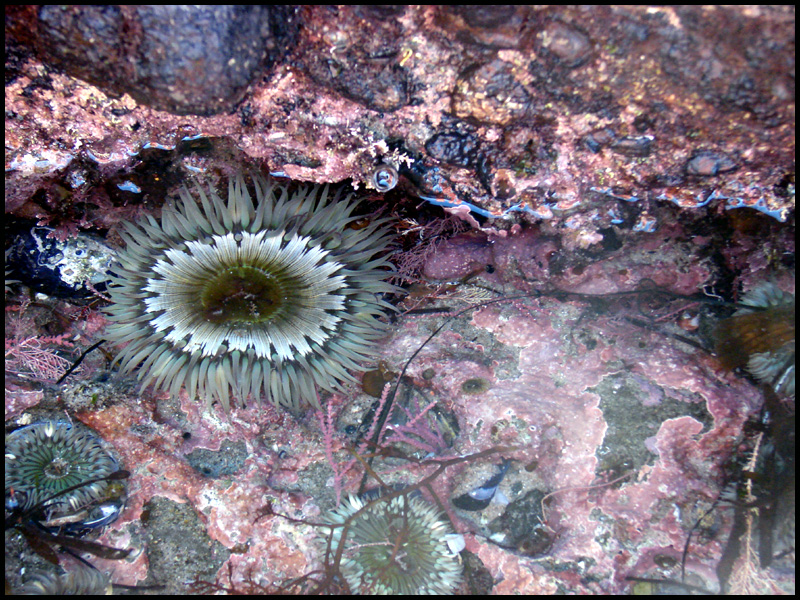 Sea Anemone - Laguna Beach California