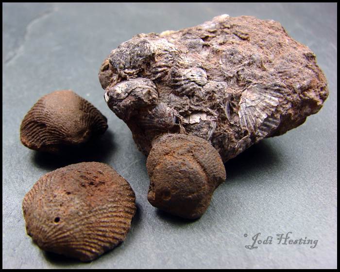 Seashell Fossils