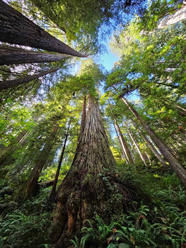 Redwoods, California